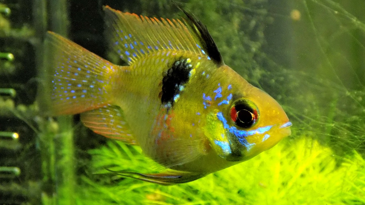 fish aquarium nature free photo