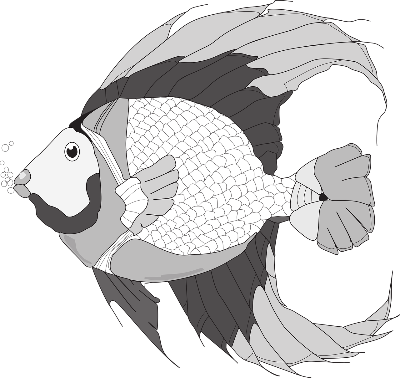 fish fish illustration black and white fish free photo