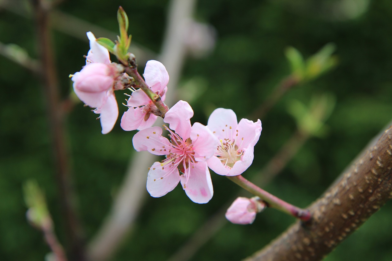 fish  flower fish  flowering free photo