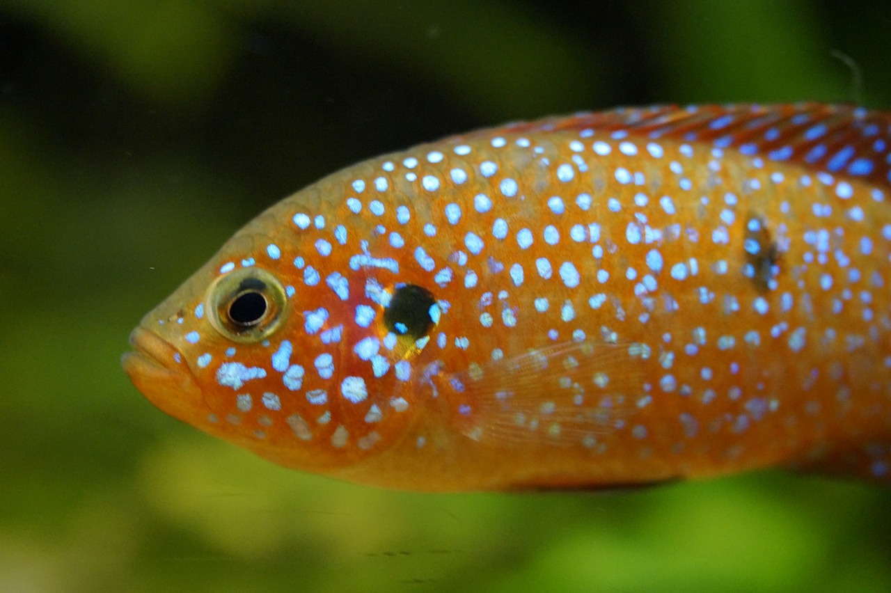 fish orange fluorescent free photo