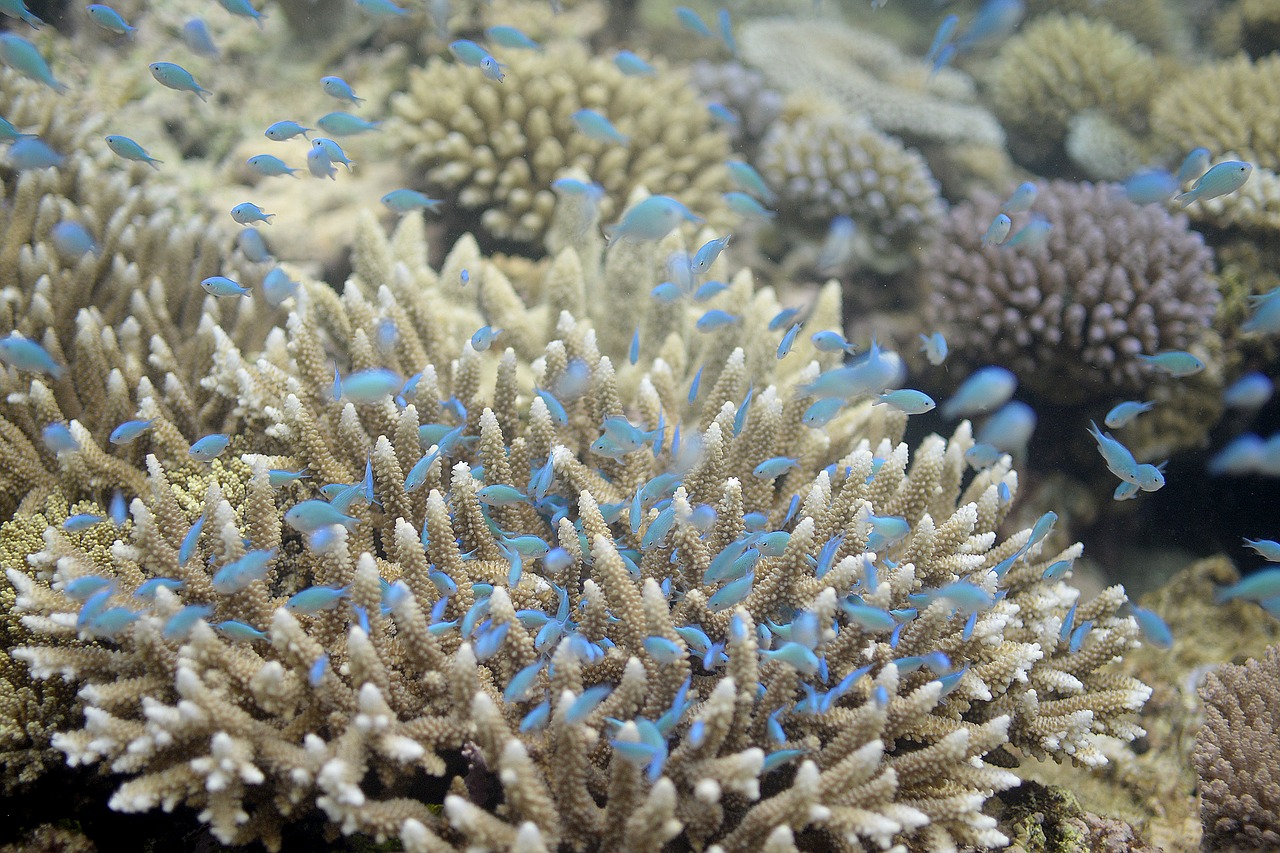 fish  reef  sea free photo