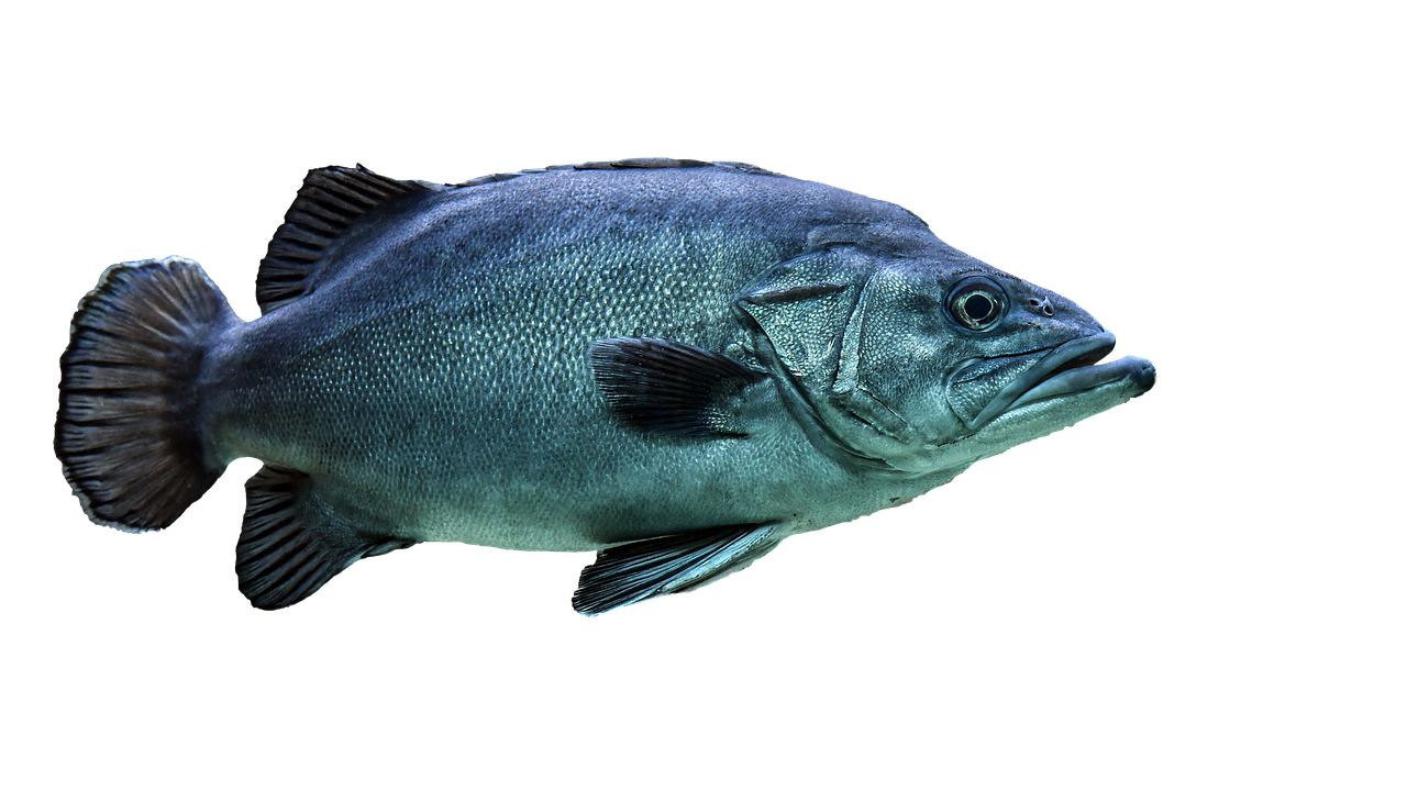 fish  transparent  isolated free photo