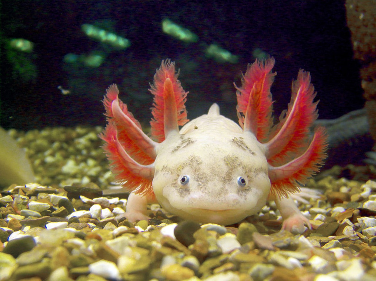 fish  aquarium  nature free photo