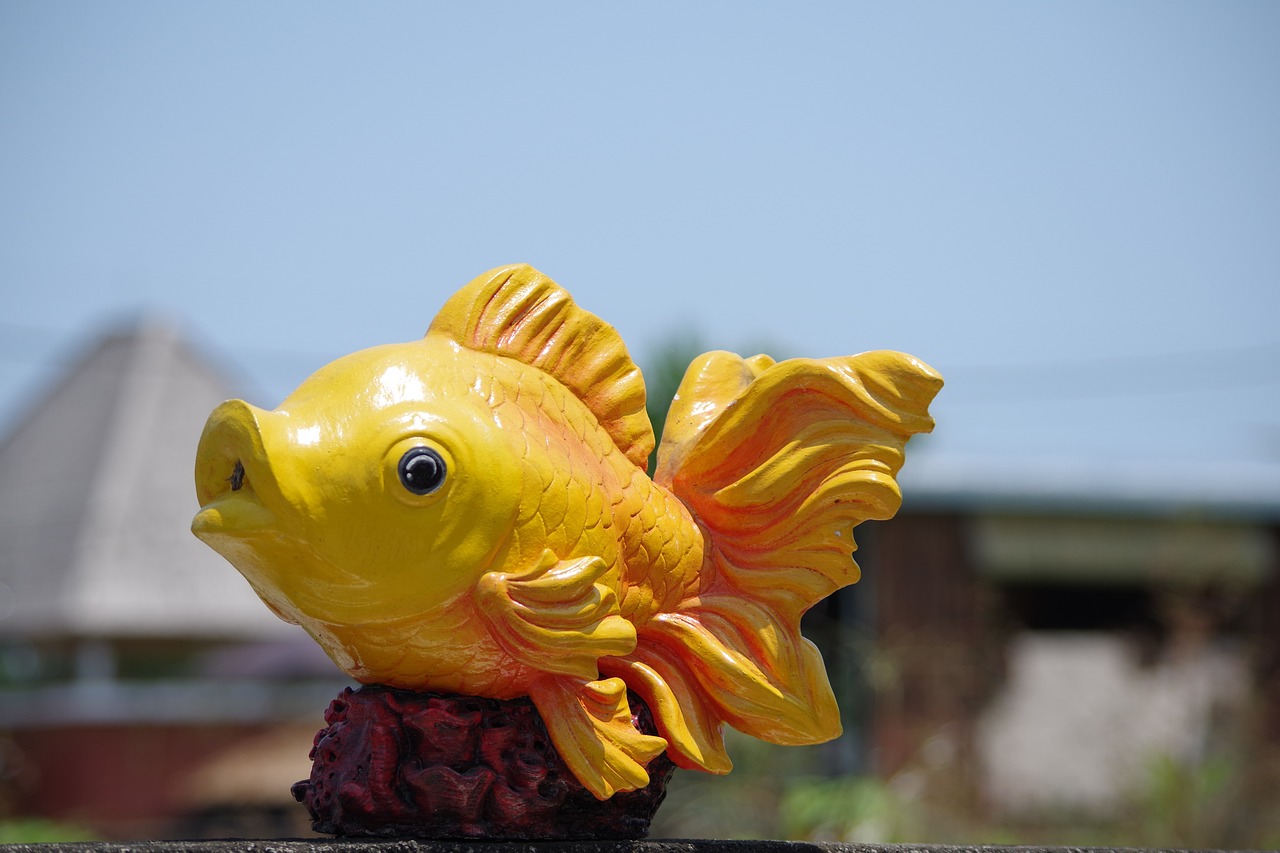 fish  yellow  decoration free photo