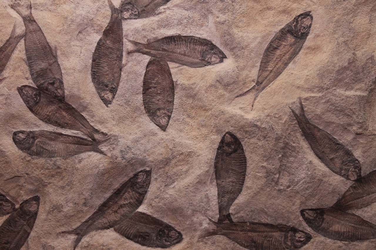 fish  fossil  fossilized free photo