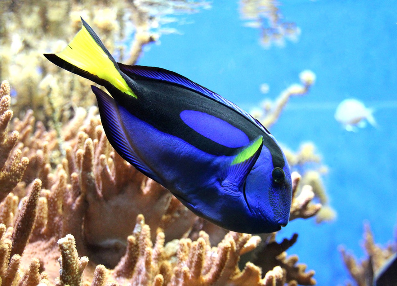 fish  toy  aquarium free photo