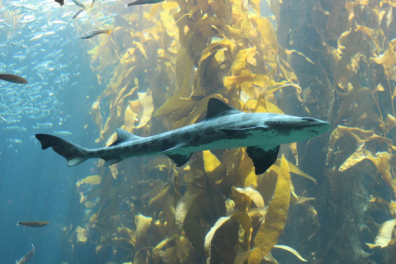 fish  aquarium  underwater free photo