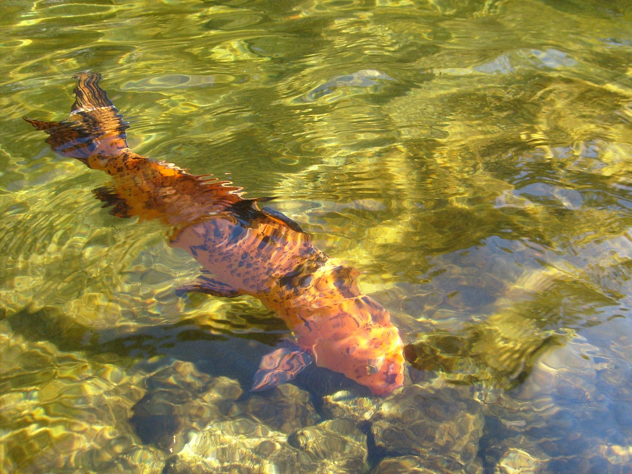 fish transparent water water free photo