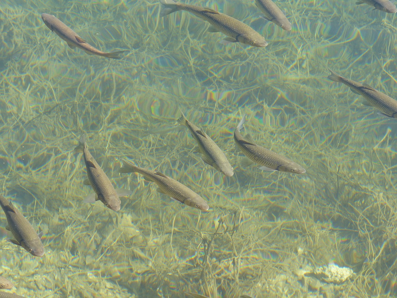 fish fish swarm animals free photo