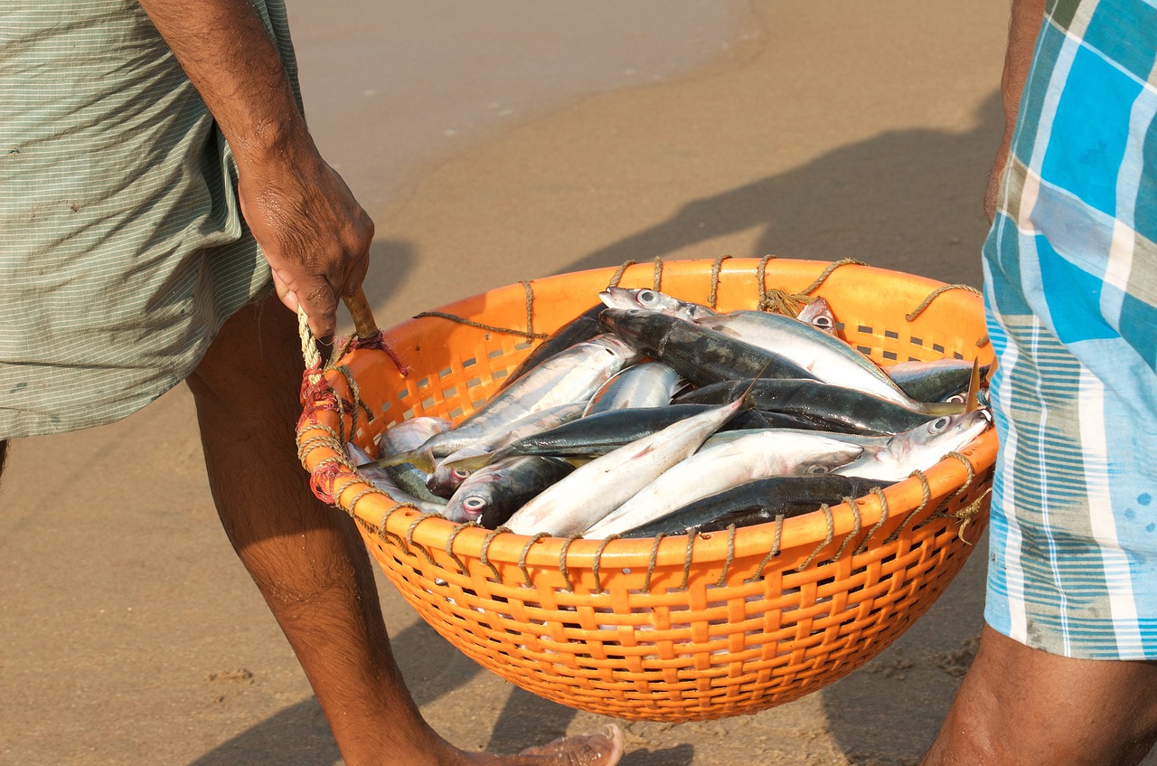 fish  fishermen  india free photo