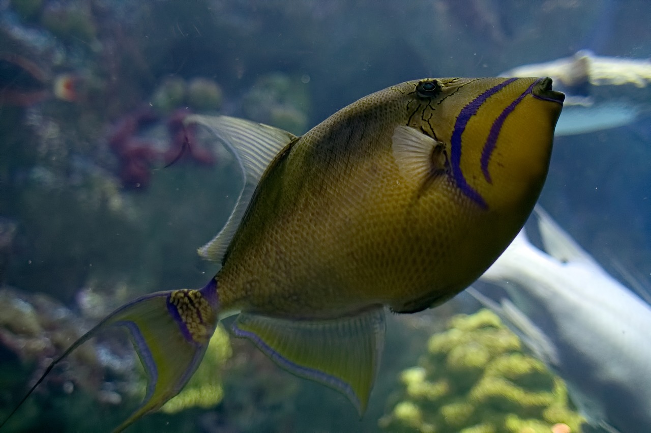 fish  aquarium  underwater free photo