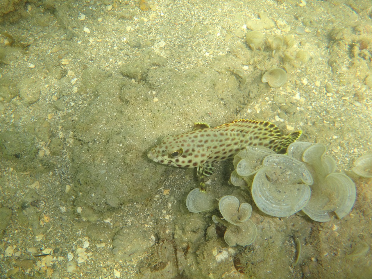 fish tropical underwater free photo