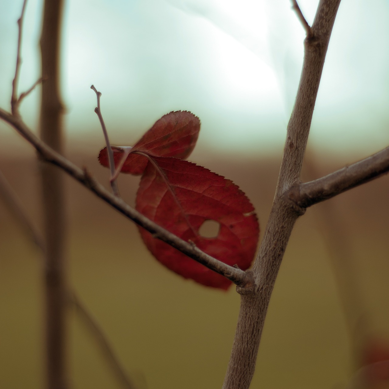 fish tree leaf free photo