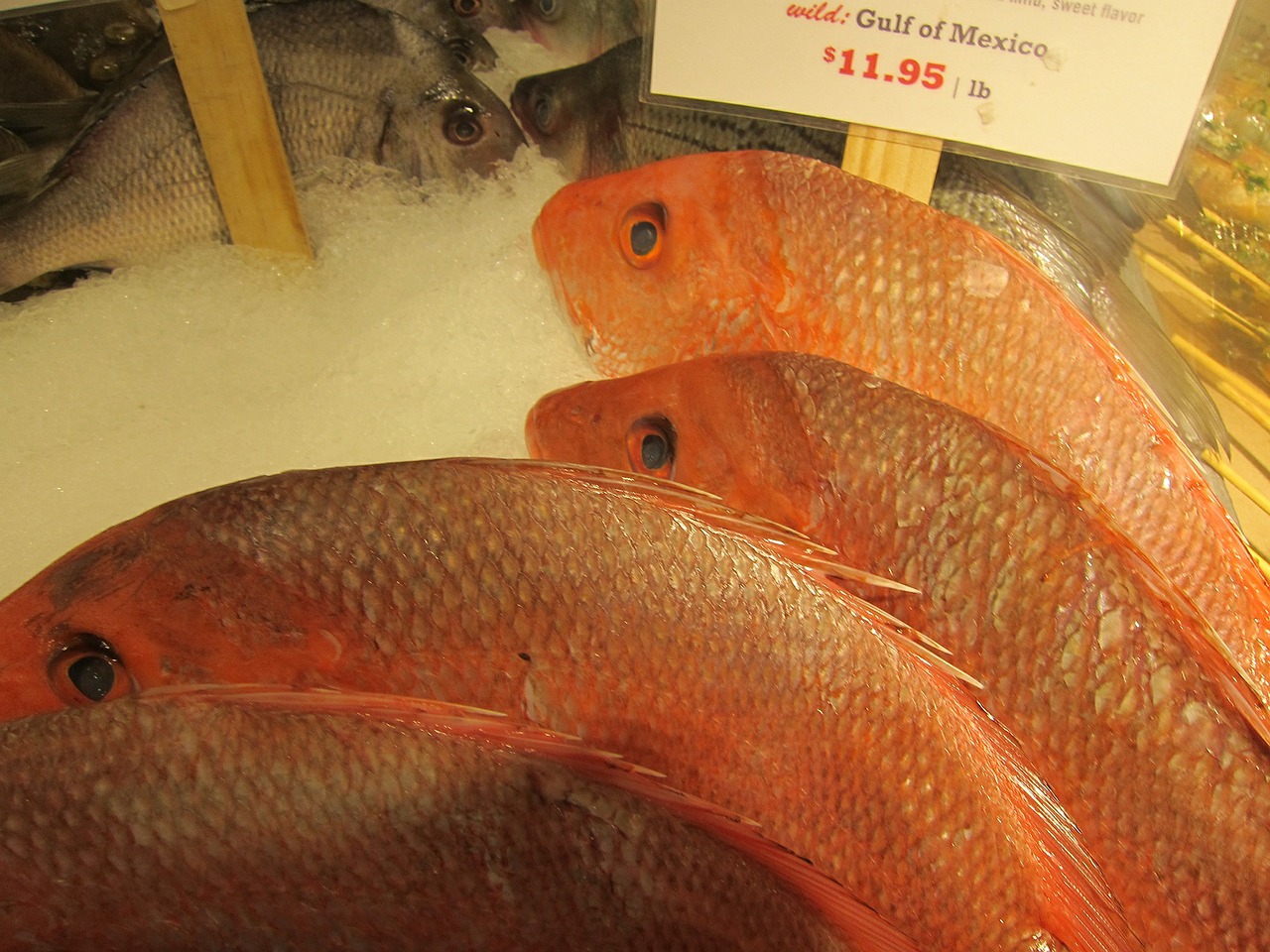 fish snapper fish market free photo