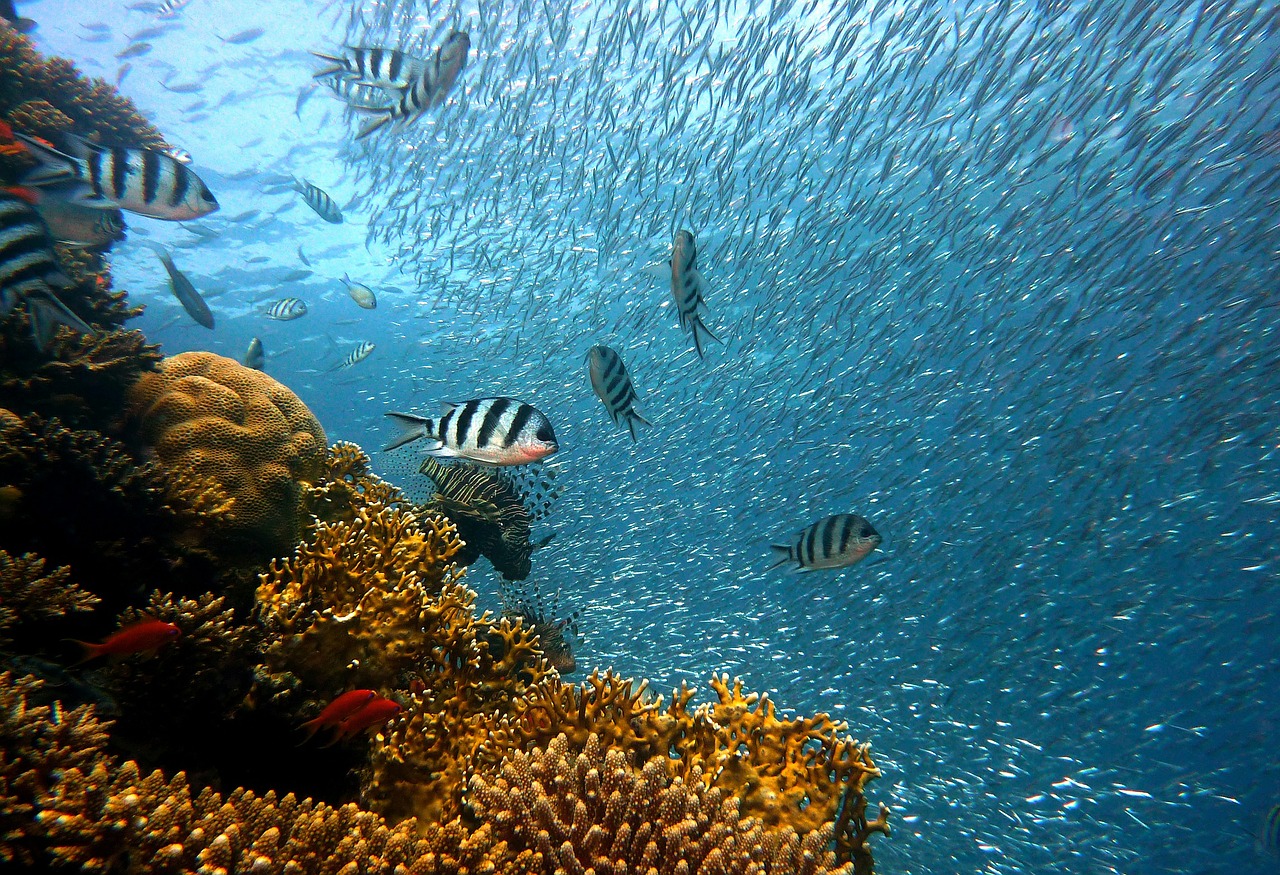 fish underwater diving free photo