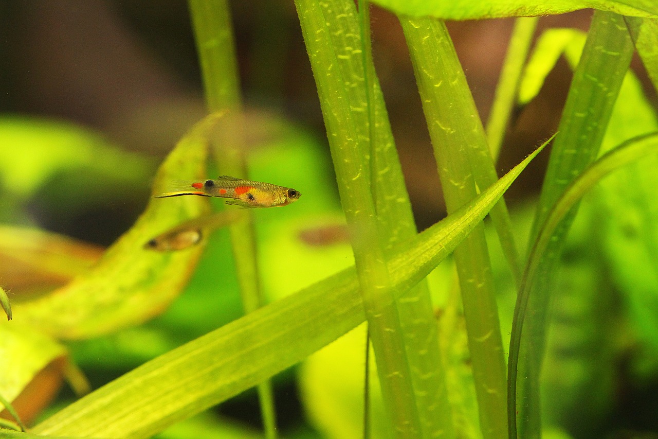 fish  aquarium  underwater free photo