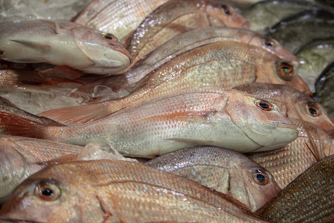 fish  market  sydney free photo