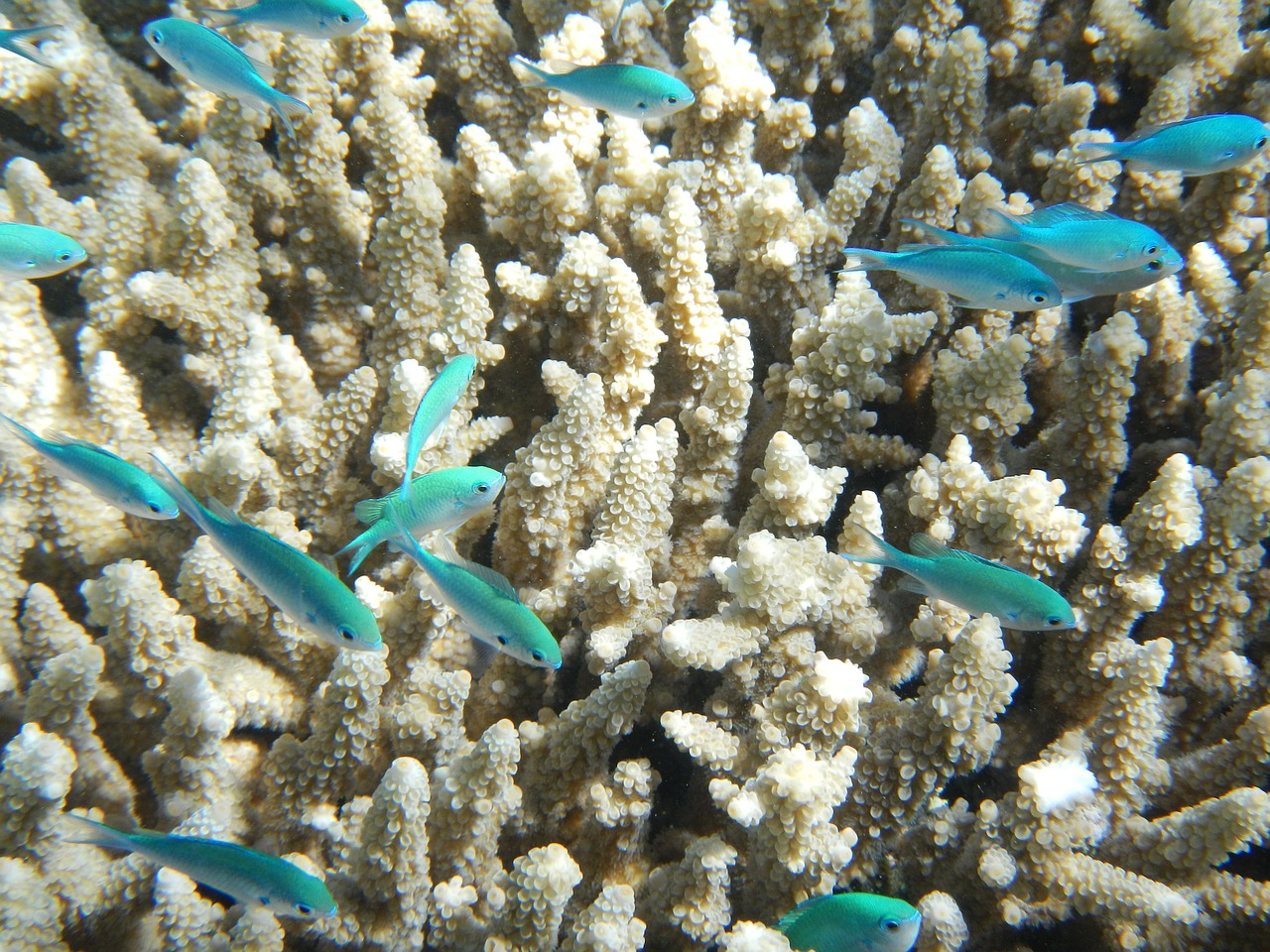 fish coral great barrier reef free photo