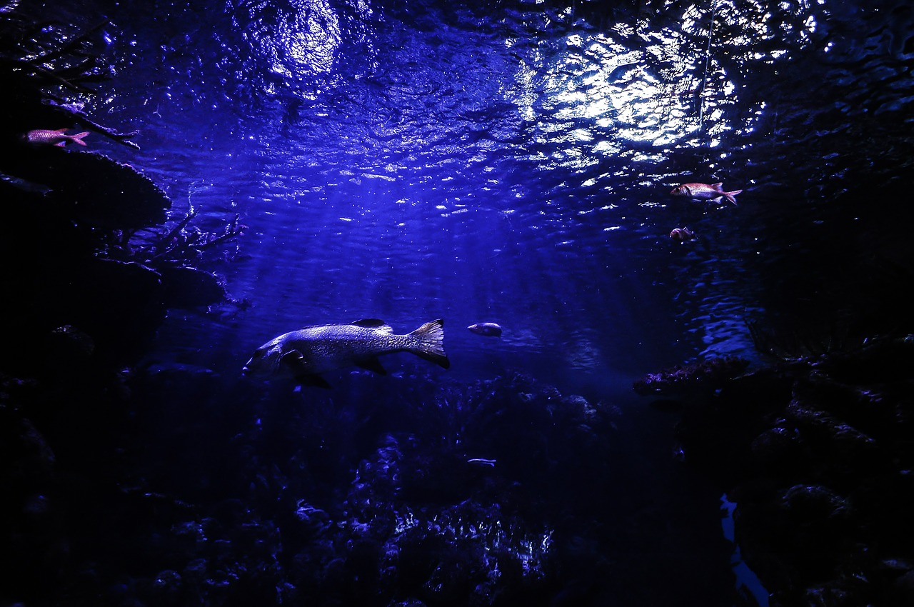 fish underwater diving free photo