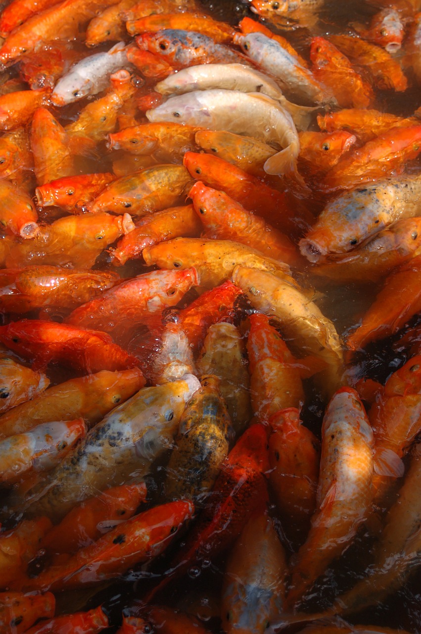 fish orange carp free photo