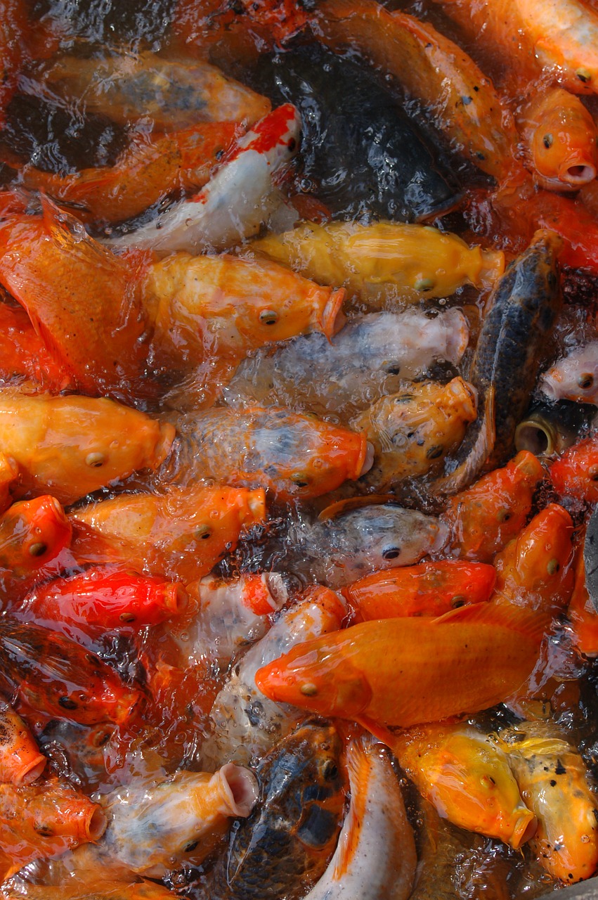 fish tents orange free photo