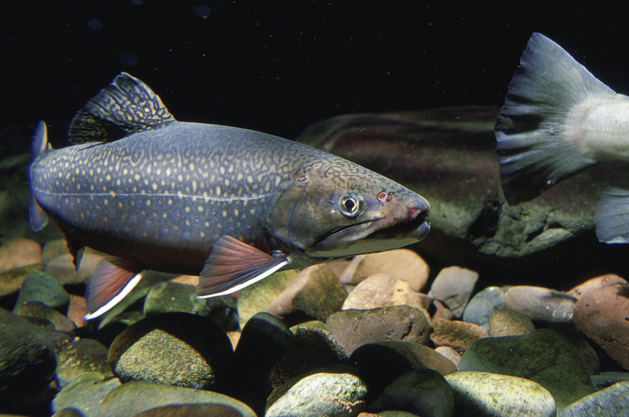 fish underwater stream free photo