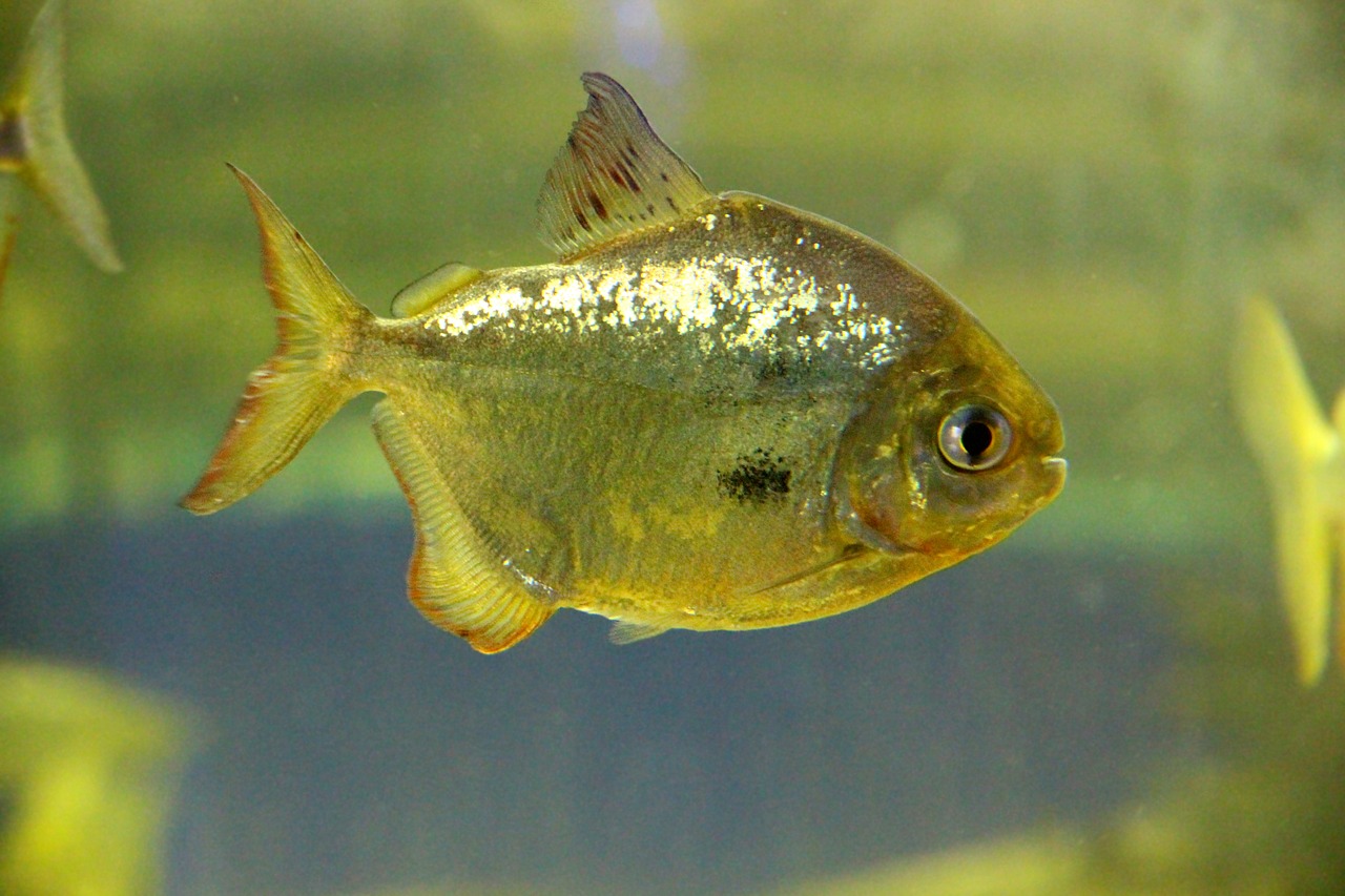 fish  metynnis  piranha free photo