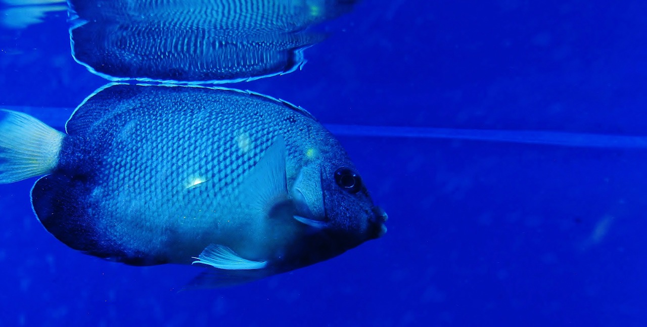 fish blue fish tank free photo