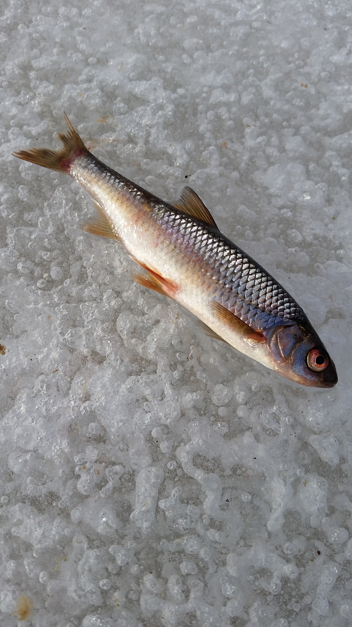 fish  ice  winter fishing free photo