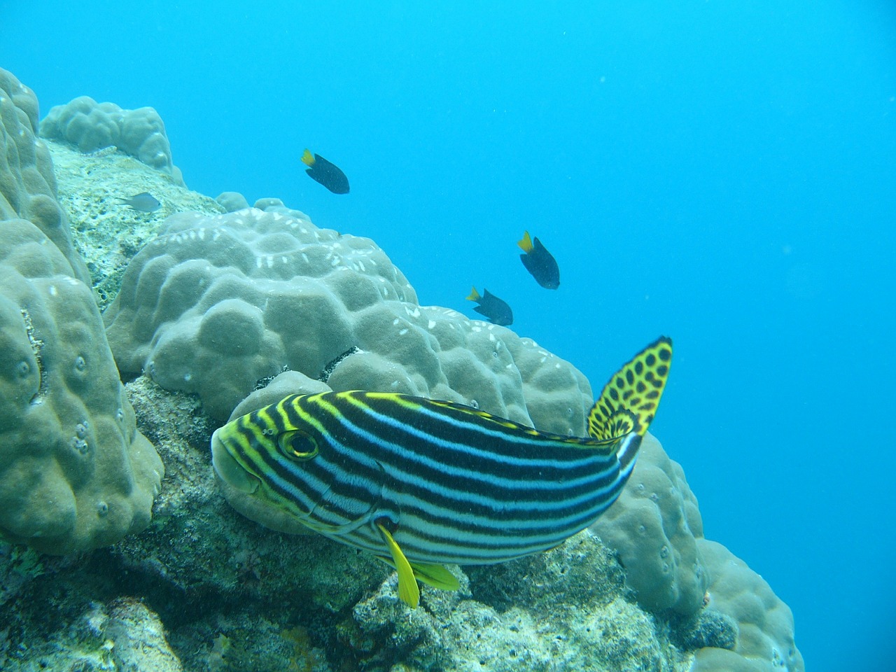fish maldives yellow free photo