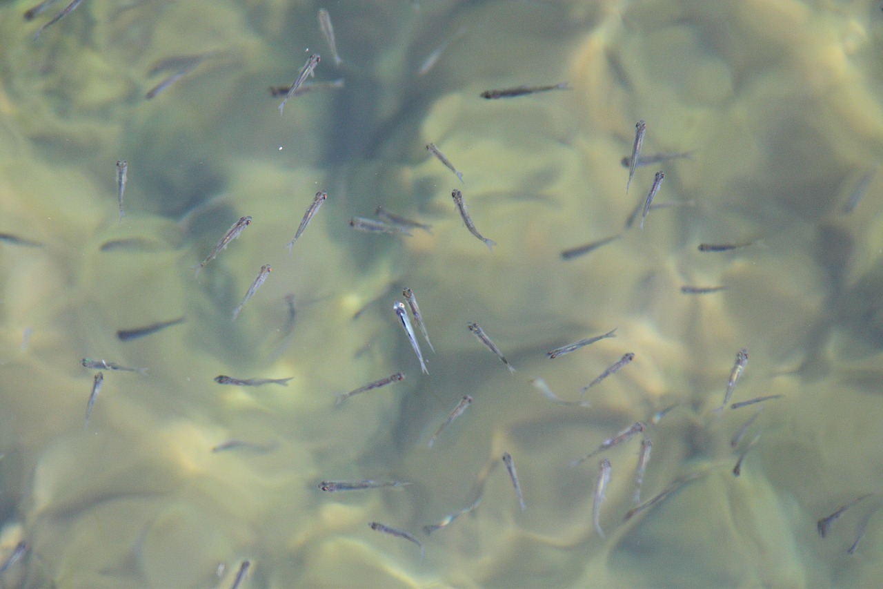 fish  spawn  young animals free photo