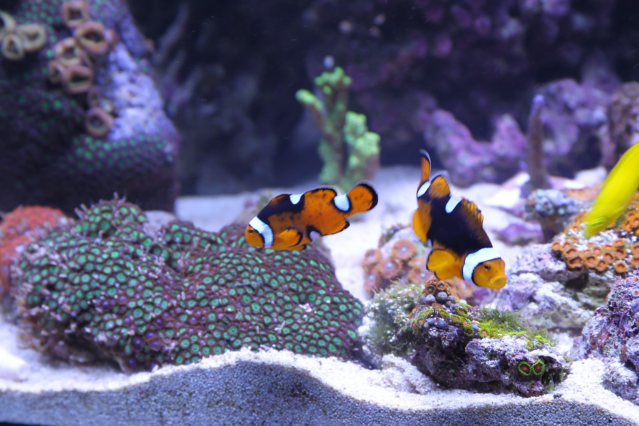 fish anemone fish corals free photo