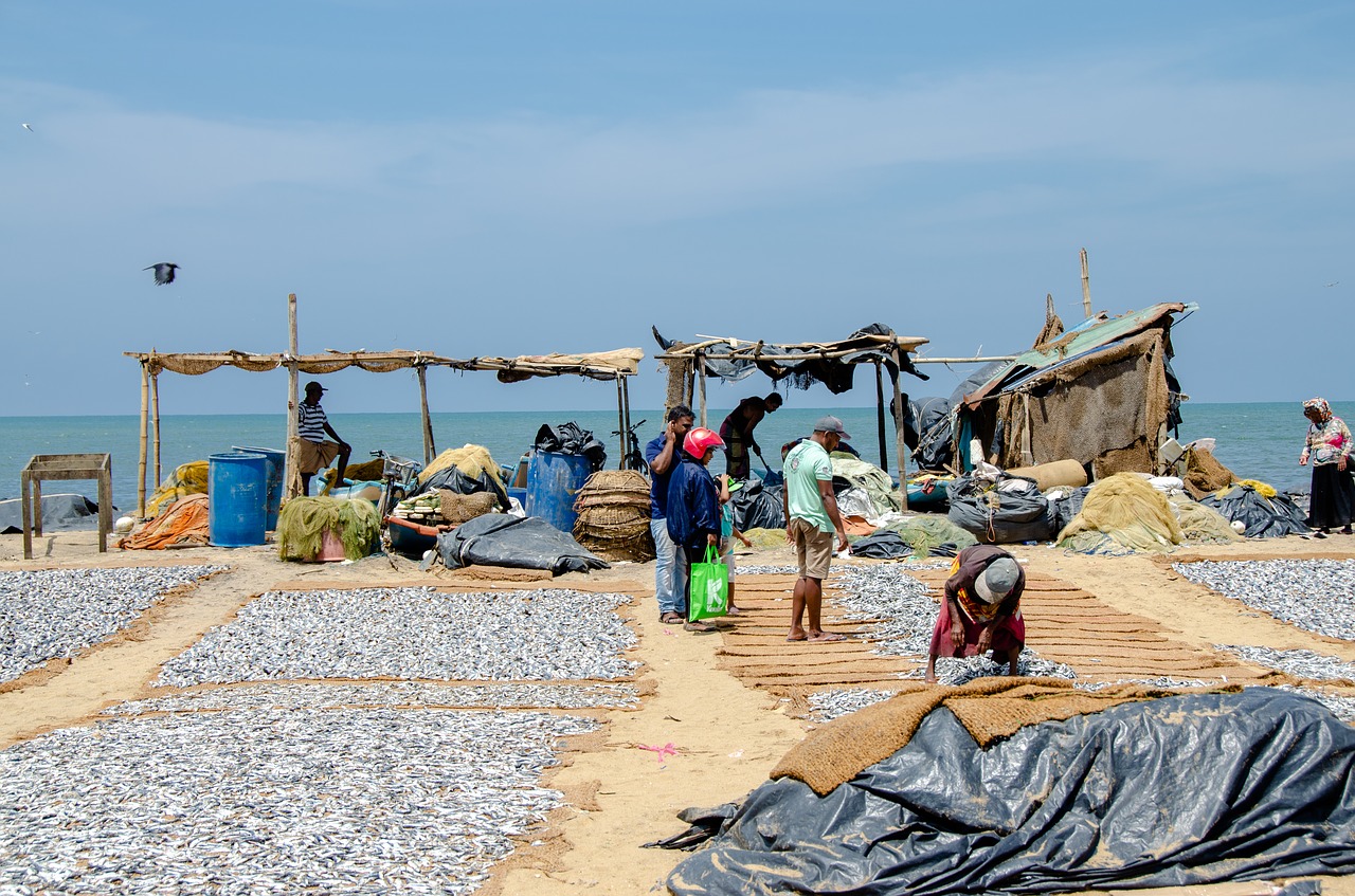 fish  dried fish  sardines free photo