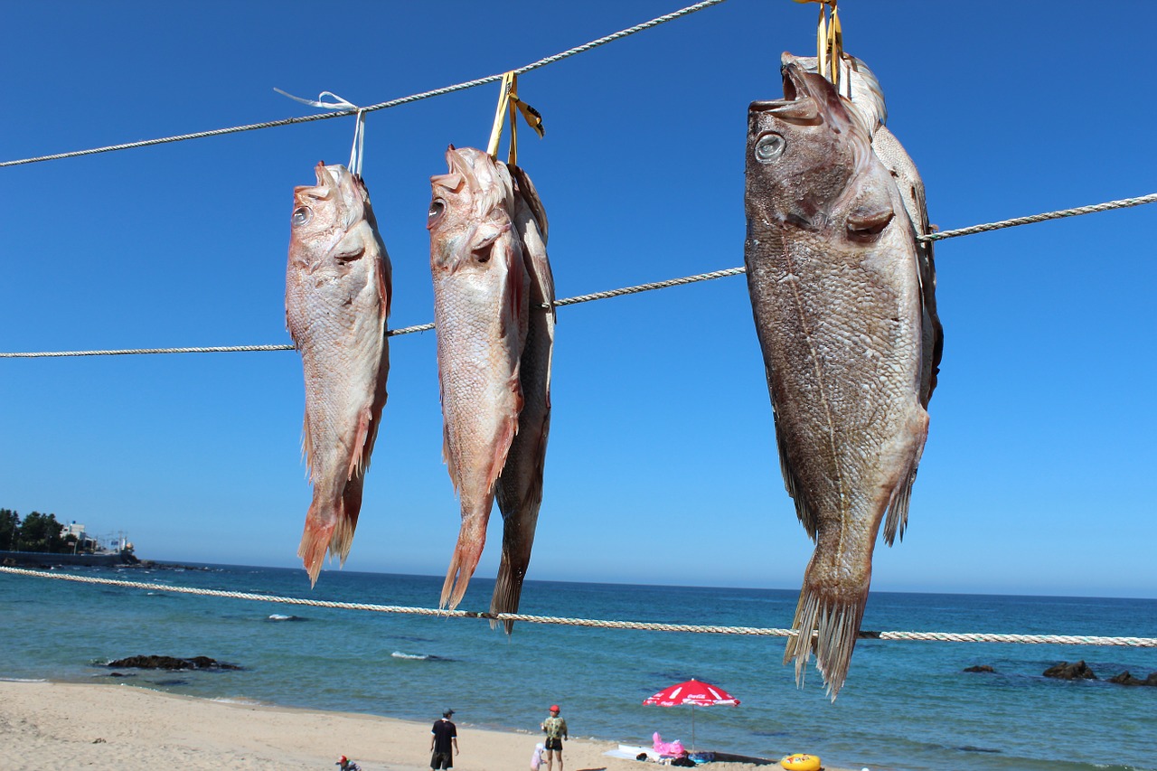 fish sea dry free photo