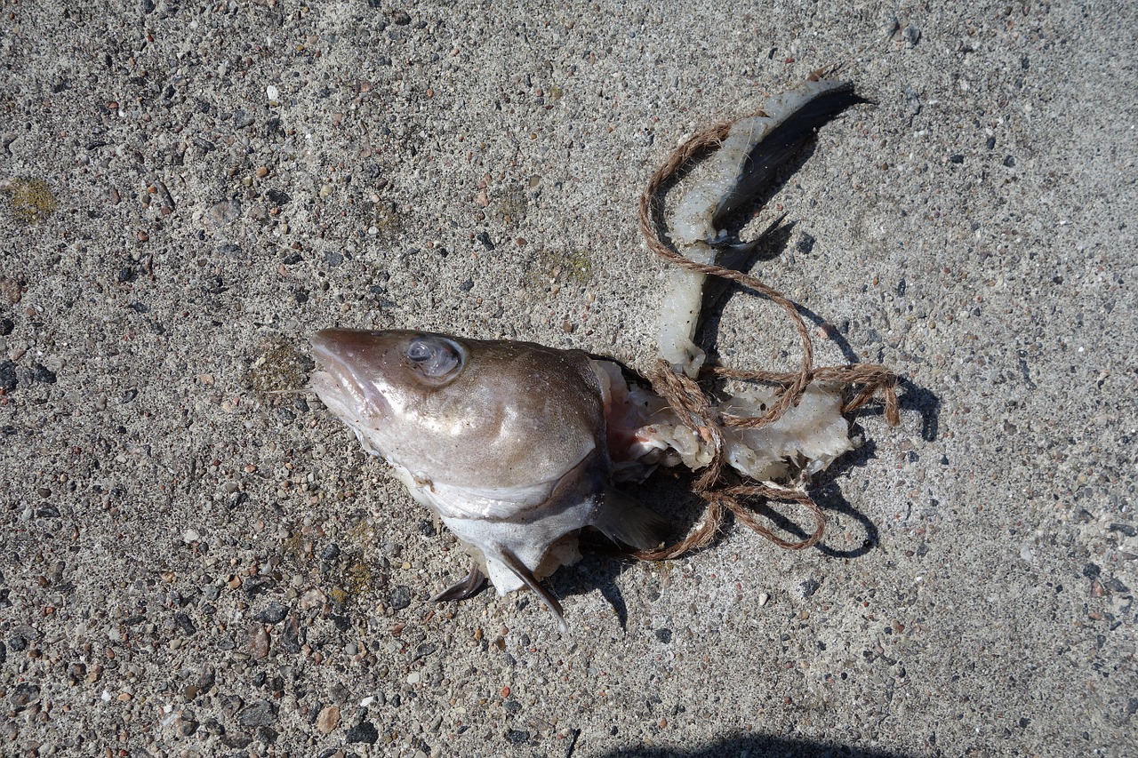 fish carcass dead free photo