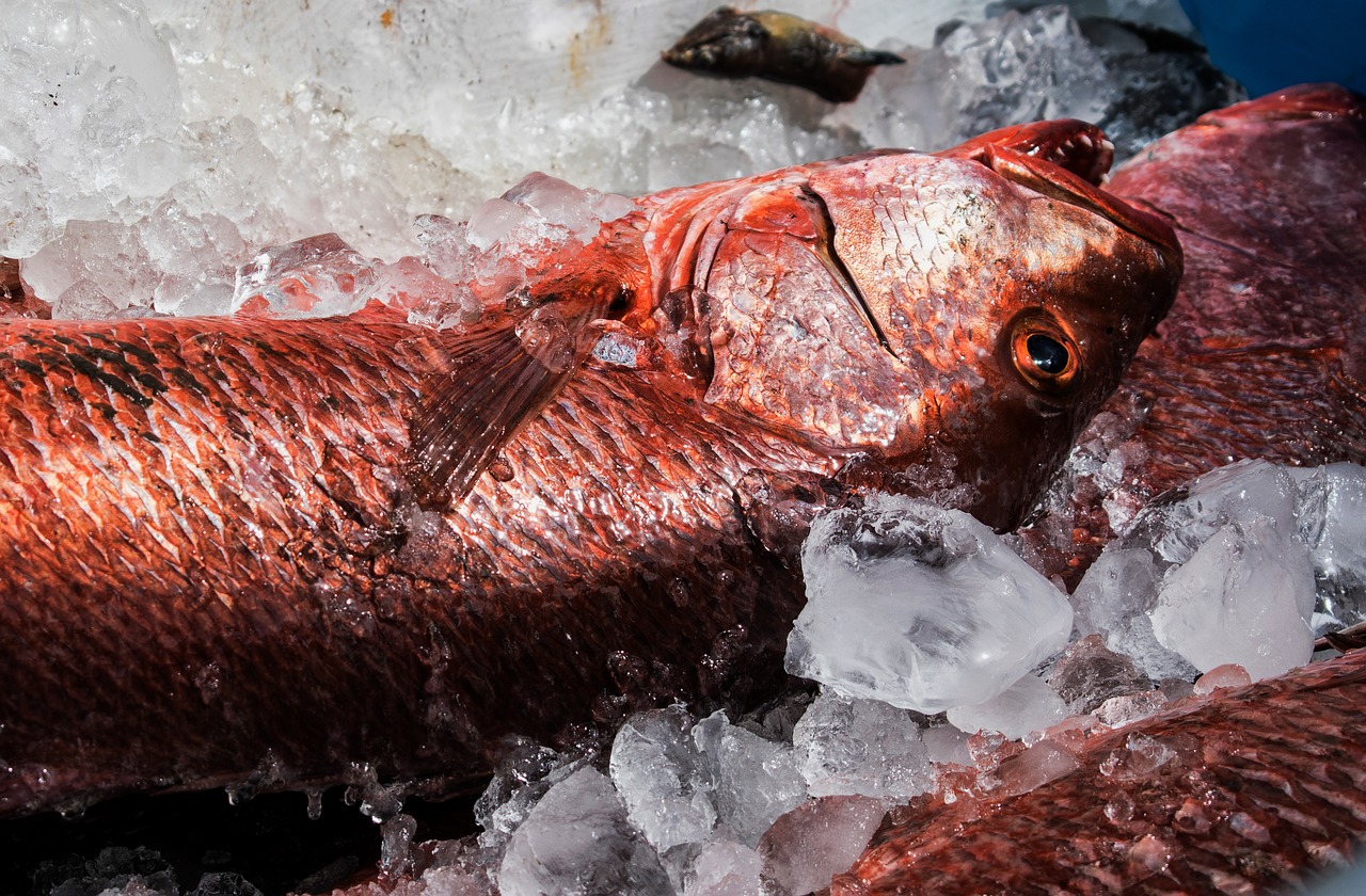 fish  gastronomy  kitchen free photo