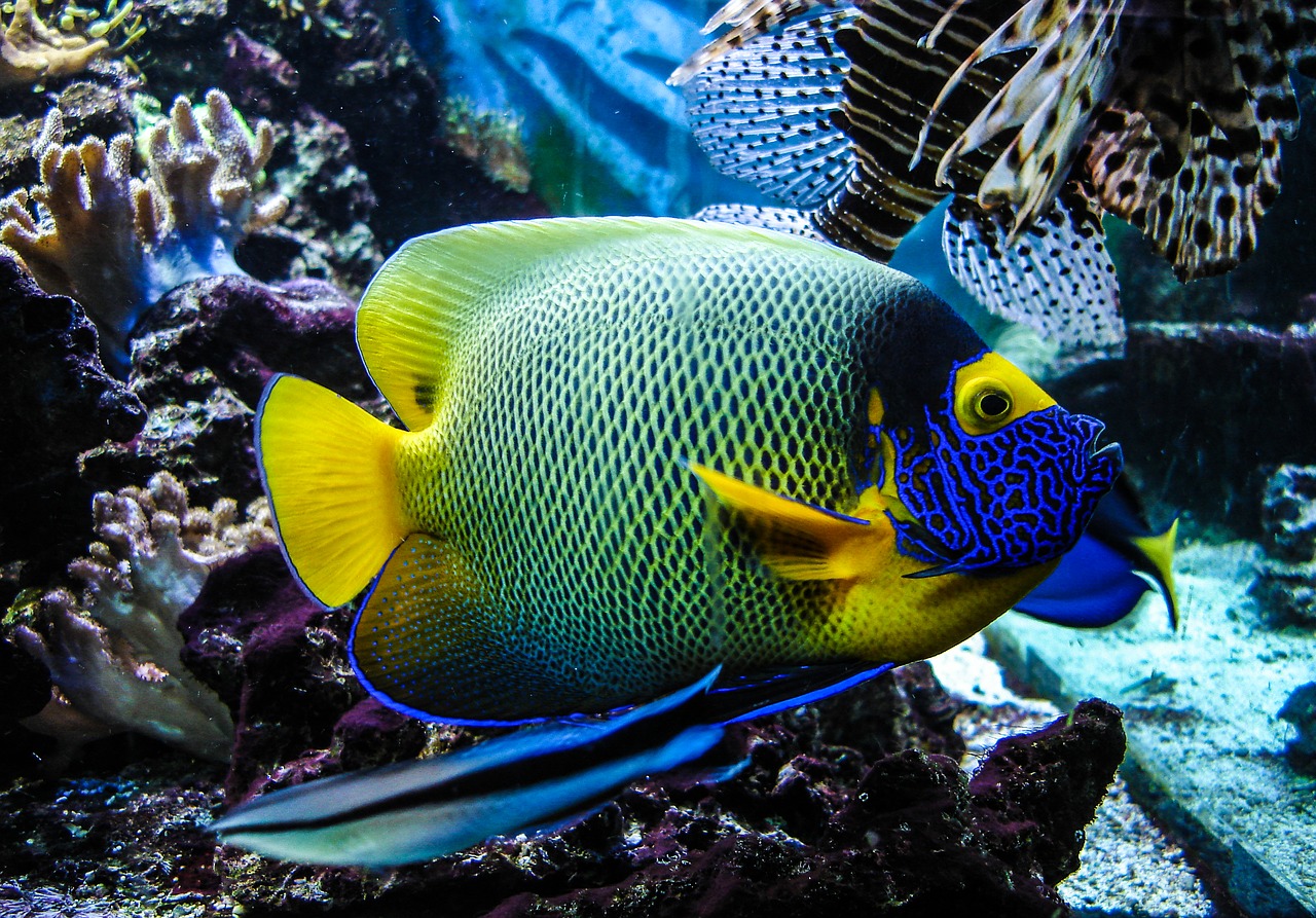 fish  aquarium  underwater free photo