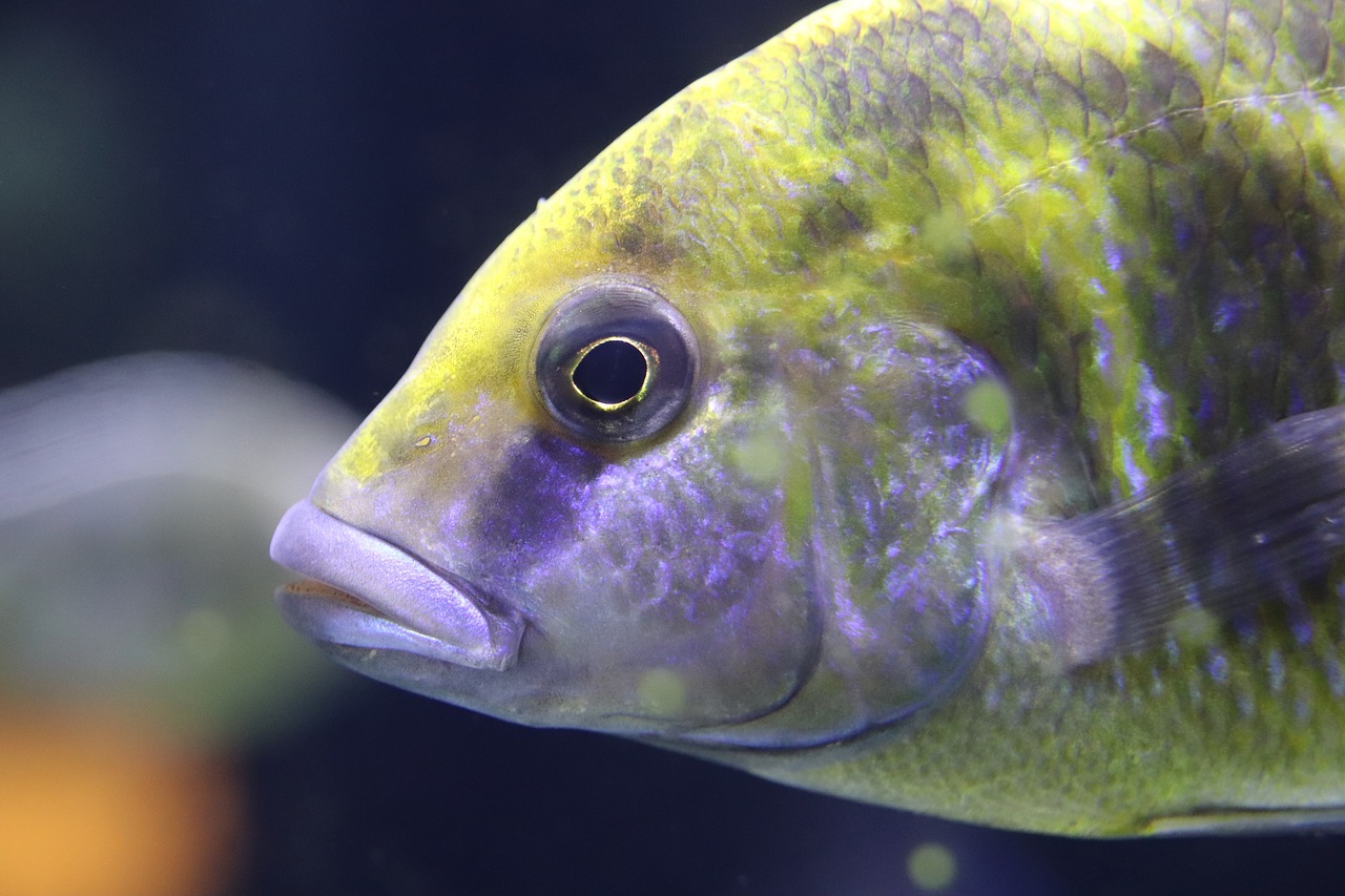 Fish Fish Mouth Fish Eye The Aquazoo Dusseldorf Aquarium Free Image From Needpix Com