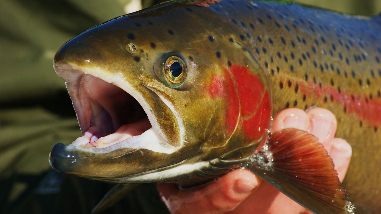 fish  fishing  trout free photo