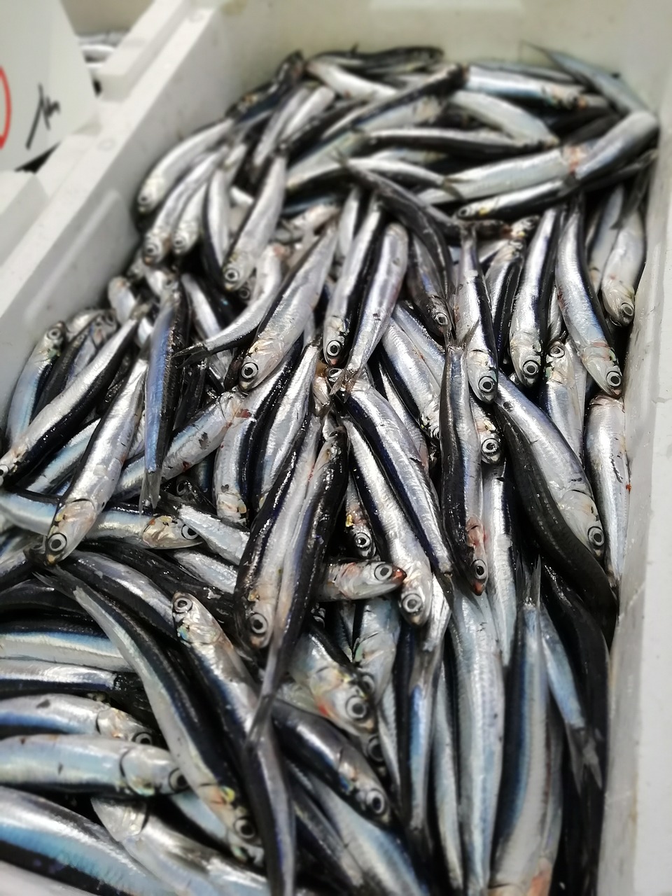 fish  anchovy  anchovies free photo