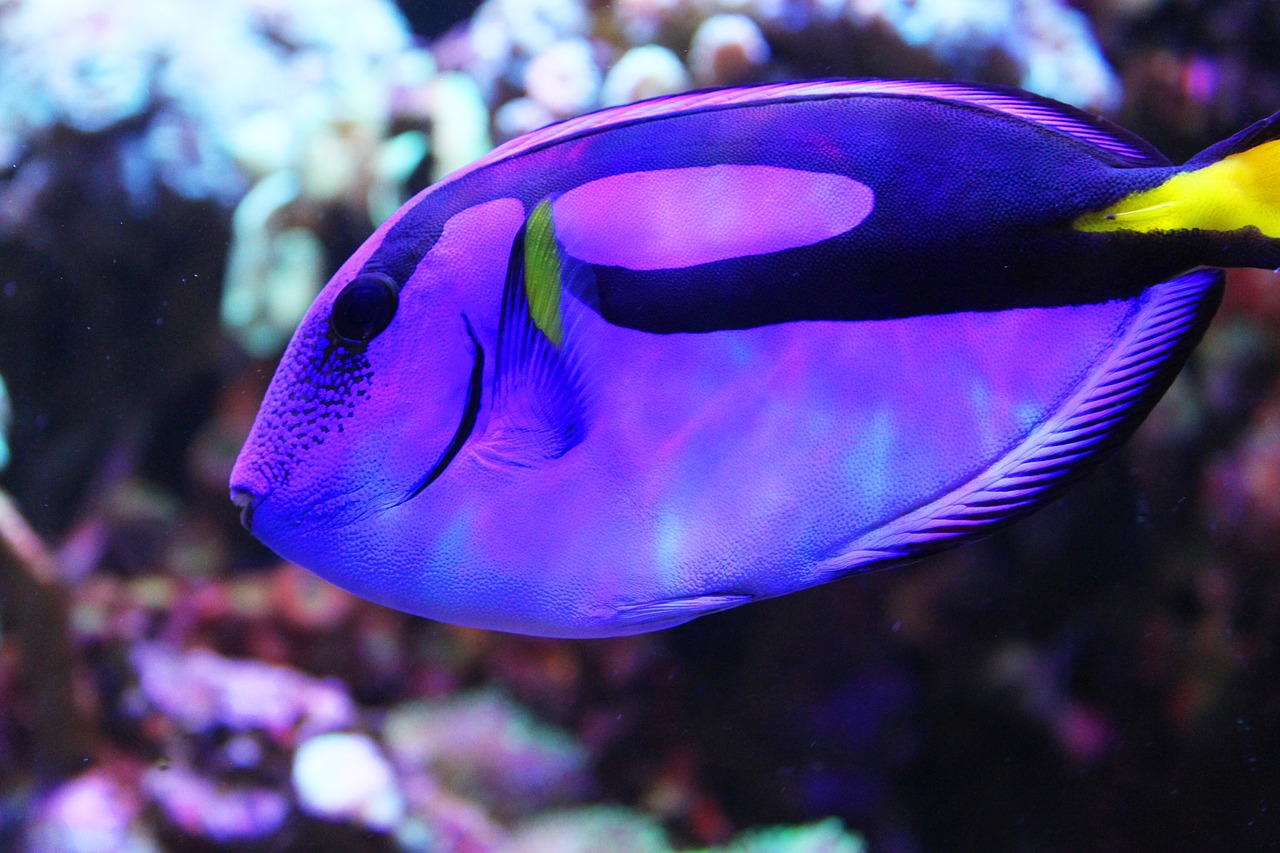 fish  dori  aquarium free photo