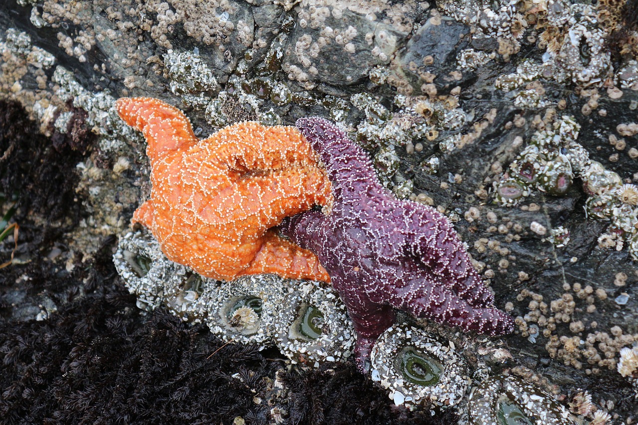 fish  starfish  sea star free photo