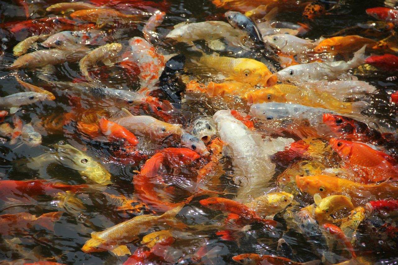 fish koi hawthorn free photo