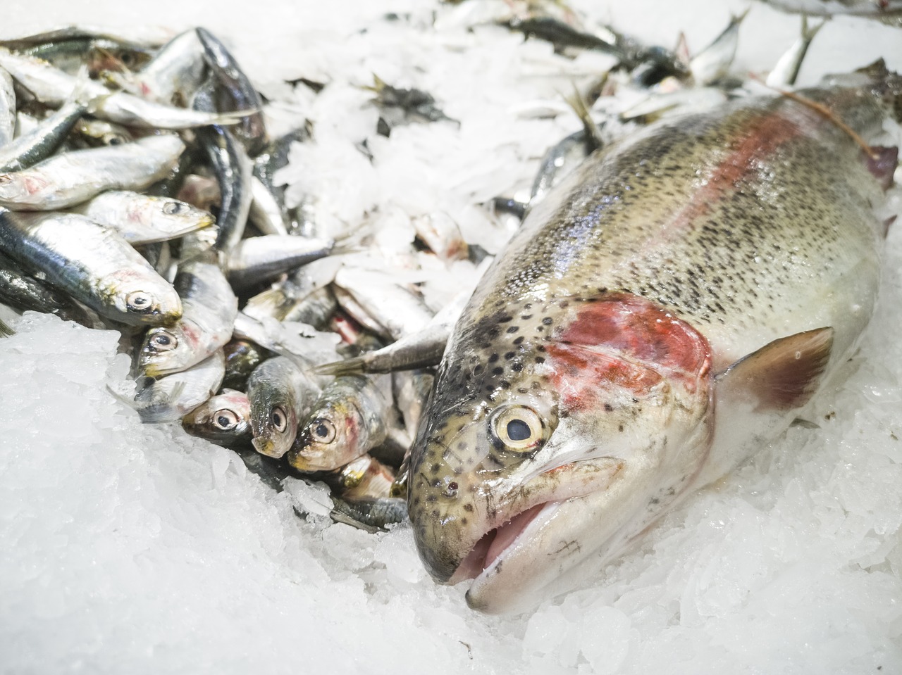 fish  market  food free photo