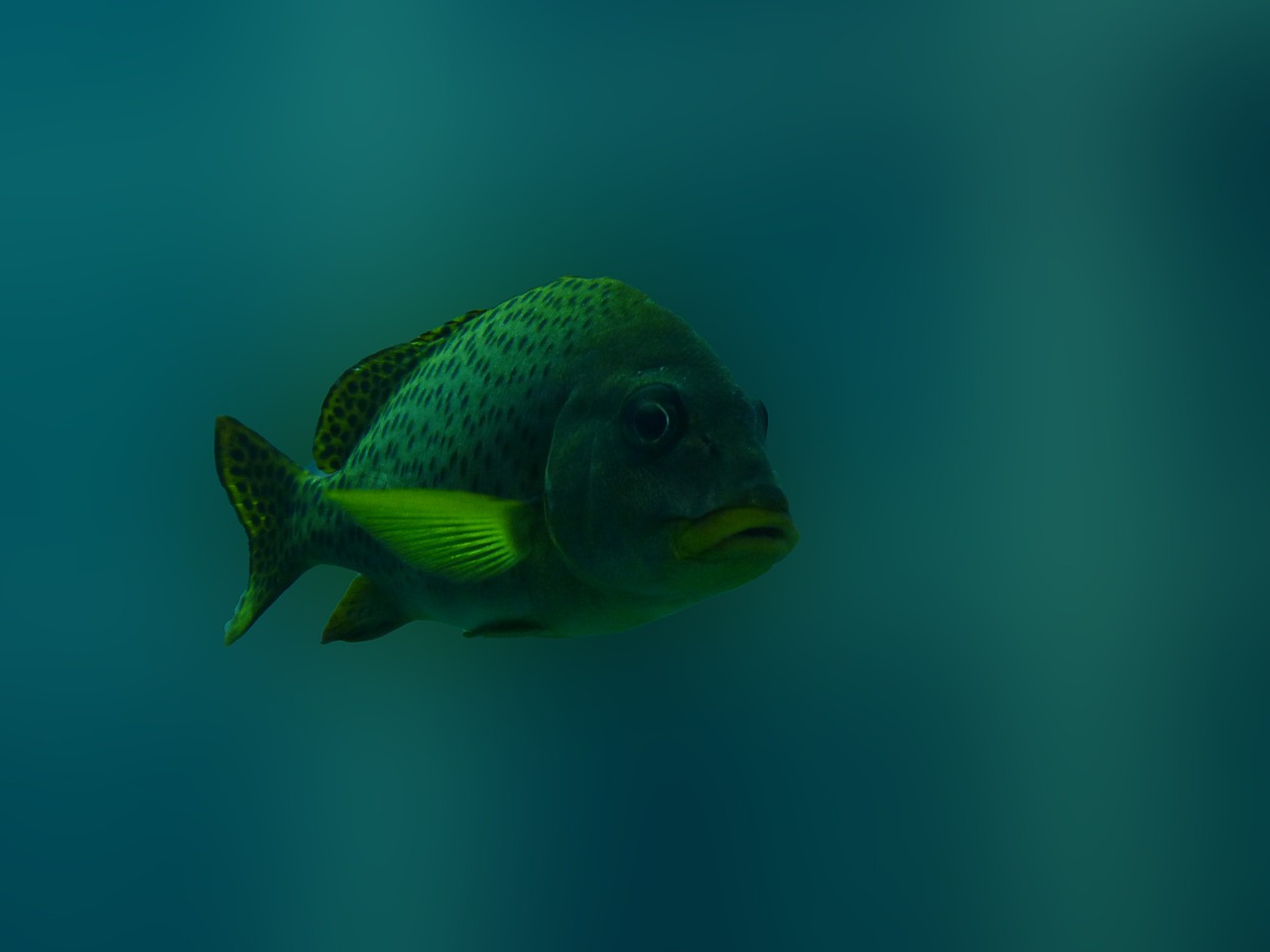 fish underwater blue free photo