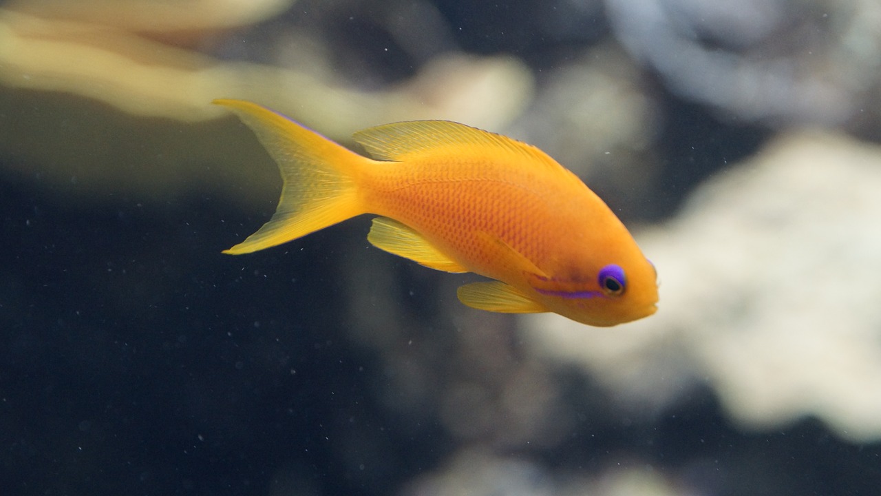 fish orange purple free photo