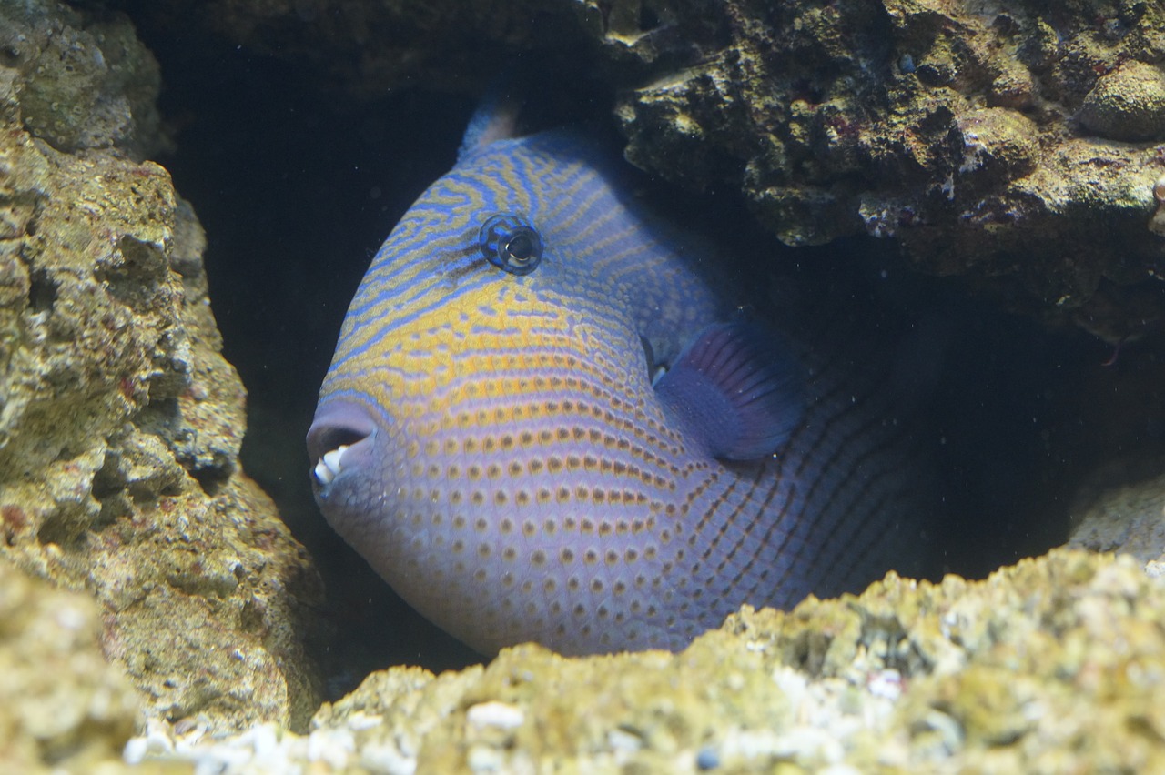 fish triggerfish hidden free photo