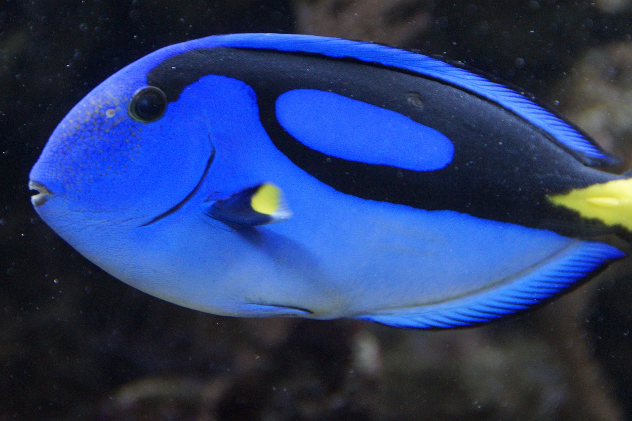 fish surgeonfish blue free photo