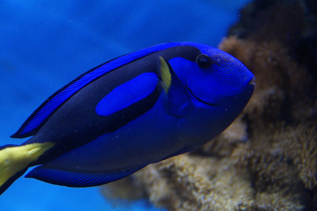 fish surgeonfish blue free photo