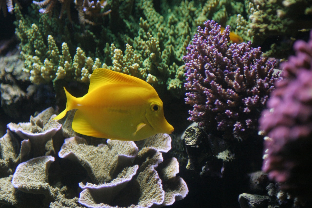 fish tropical yellow free photo